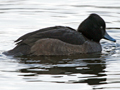 Ferrginous Duck x Tufted Duck hybrid